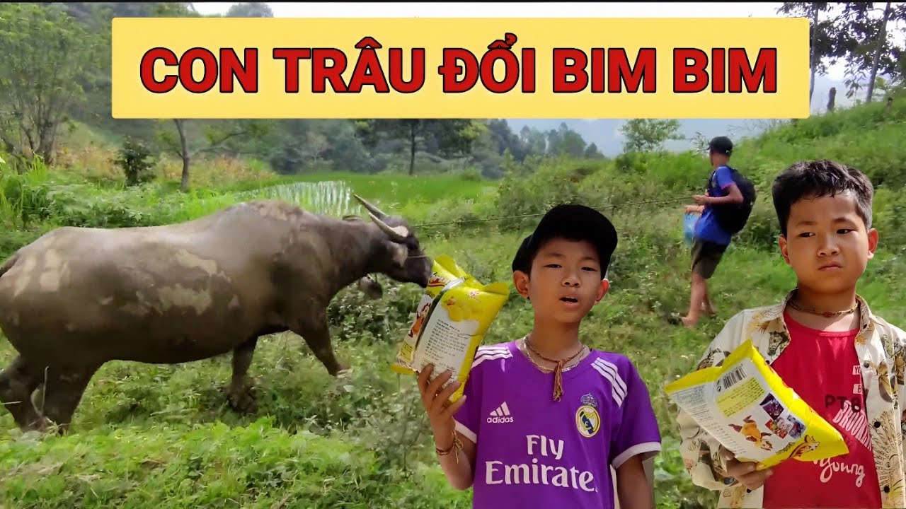 HATV - (TẬP 82) LẤY CON TRÂU CỦA BỐ ĐỔI BIM BIM VÀ CÁI KẾT