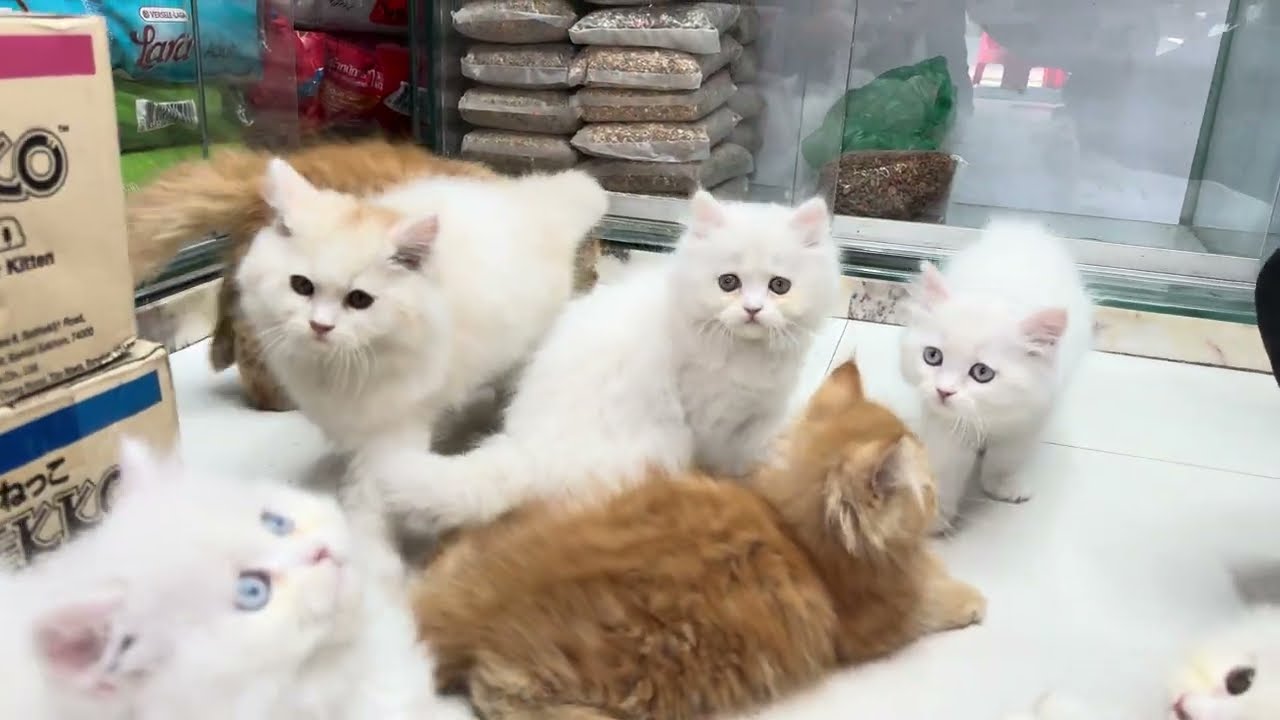 পারসিয়ান বিড়ালের খামার এখন কাঁটাবন | Odd Eyes, Blue Eyes, Marble Eyes | Modina Pet Shop
