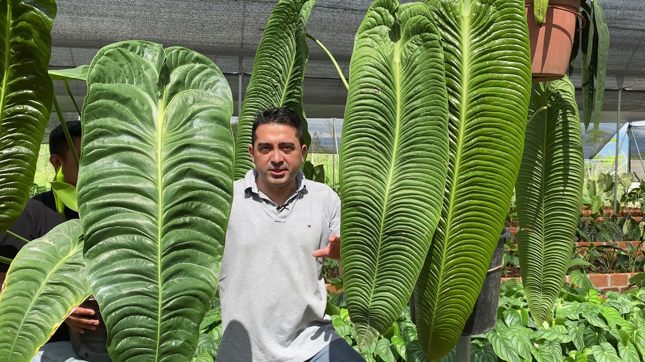 Anthurium veitchii type and veitchii