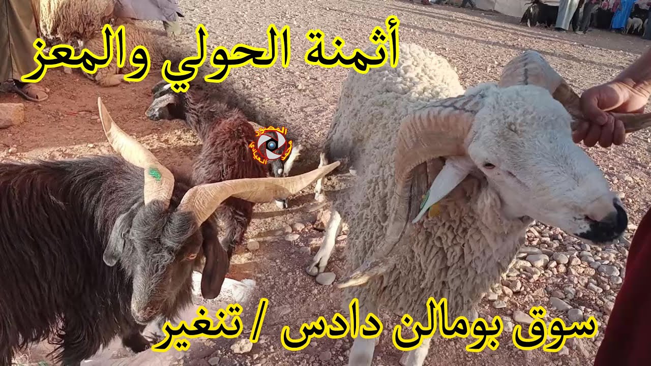 أثمنة الحولي والمعز اليوم من السوق الاسبوعي للماشية بمدينة بومالن دادس باقليم تنغير