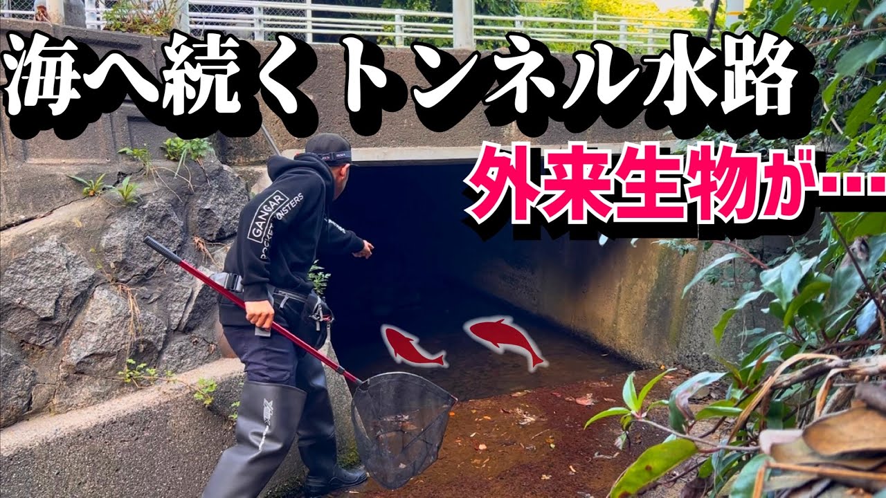 100m以上あるトンネル水路にも外来生物が生息していました。