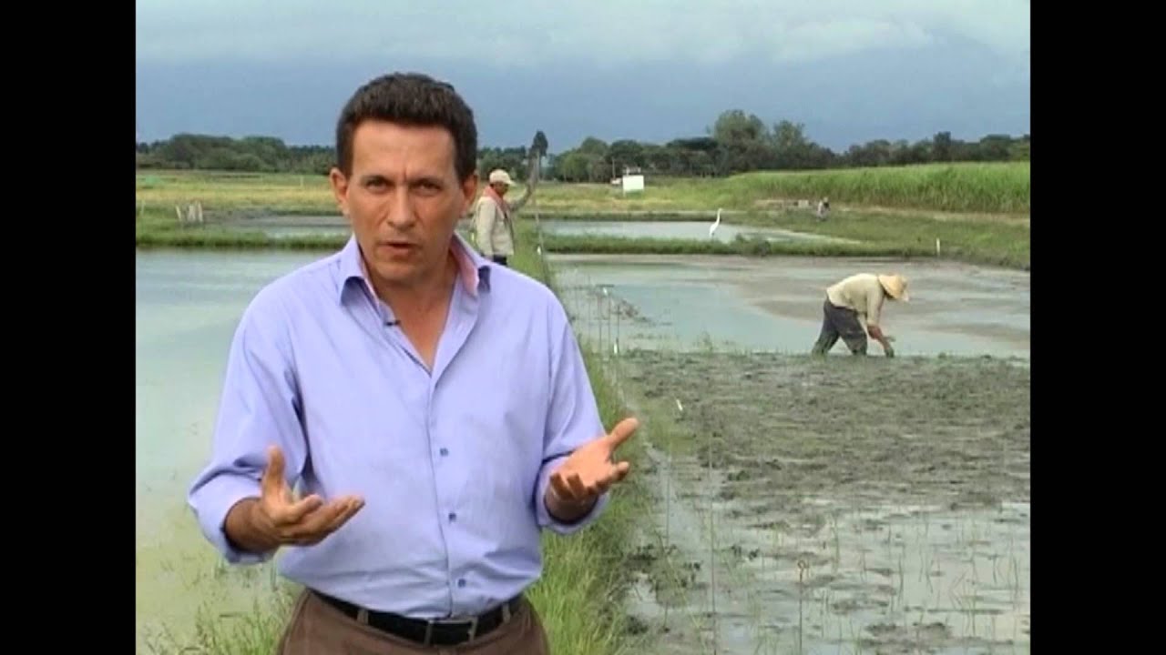 Cómo cultivar arroz- TvAgro por Juan Gonzalo Angel