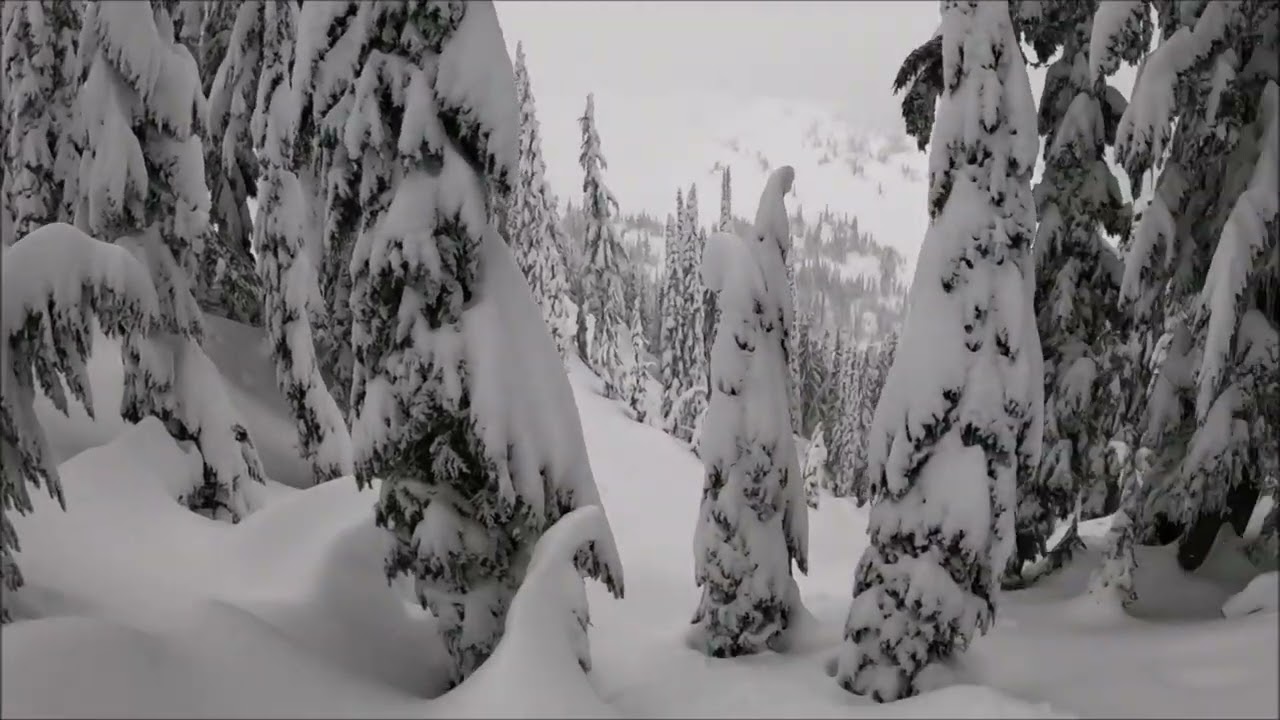 FROM TREE TO TREE!