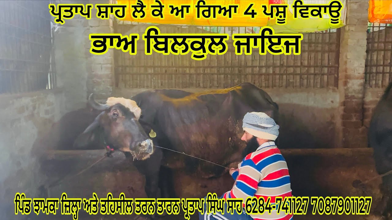 28/01/2026ਪ੍ਰਤਾਪ ਸ਼ਾਹ ਲੈ ਗਿਆ 4 ਪਸ਼ੂ ਵਿਕਾਊ ਭਾਅ ਬਿਲਕੁਲ ਜਾਇਜ਼ਪਿੰਡ ਝਾਮਕਾ ਜ਼ਿਲ੍ਹਾ ਤਰਨ ਤਾਰਨ  6284741127