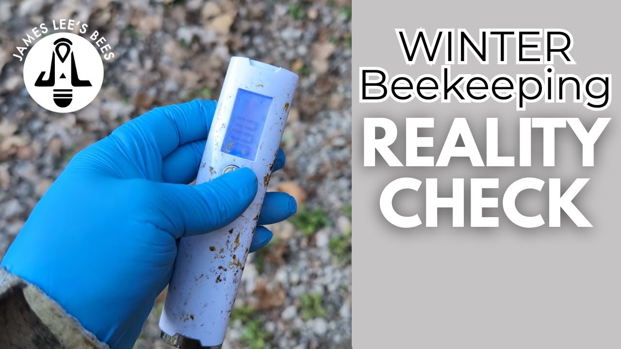 Осенняя проверка пчеловодства: кто готов к зиме?