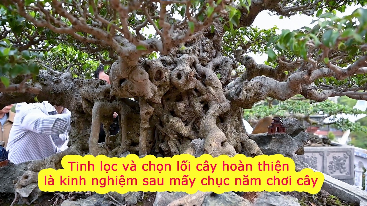 Tinh lọc và chọn lối cây hoàn thiện là kinh nghiệm sau mấy chục năm Chơi Cây