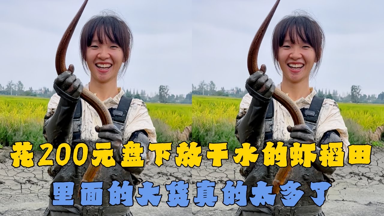 幺妹花200元盘下放干水的虾稻田，里面的大货真的太多了！