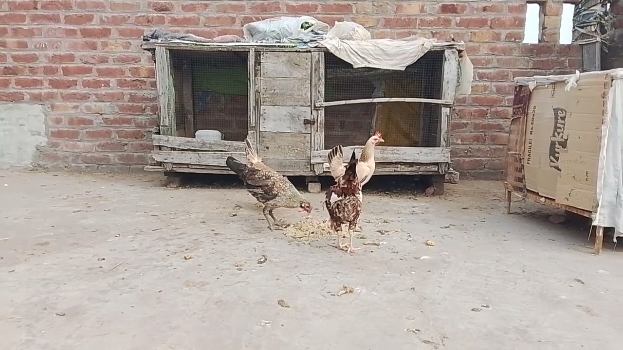 My morning routine - mere khubsurat Desi Chicken 