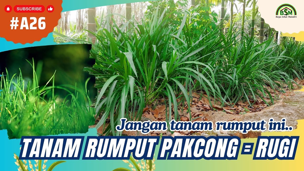 Bayu Diningrat ~ Ternak Kambing Jangan Tanam Rumput Pakcong, Rugi !!!