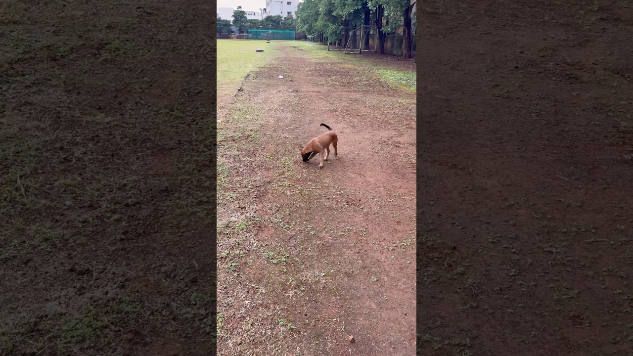 Scent work | basics | puppy foundation | Belgian Malinois | Kato | Puppy nose work | dog training