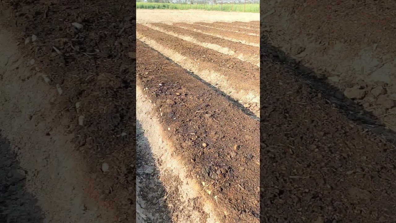 Sugar Cane Seed 
