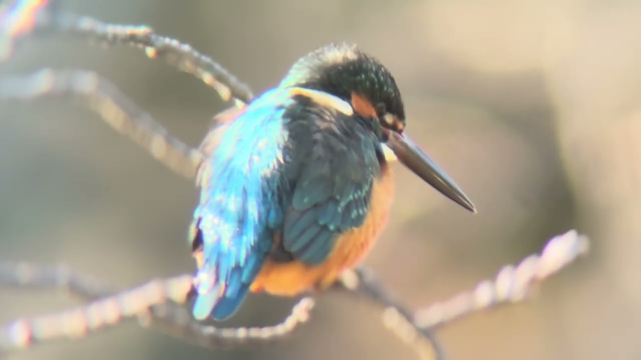 善福寺公園　カワセミ