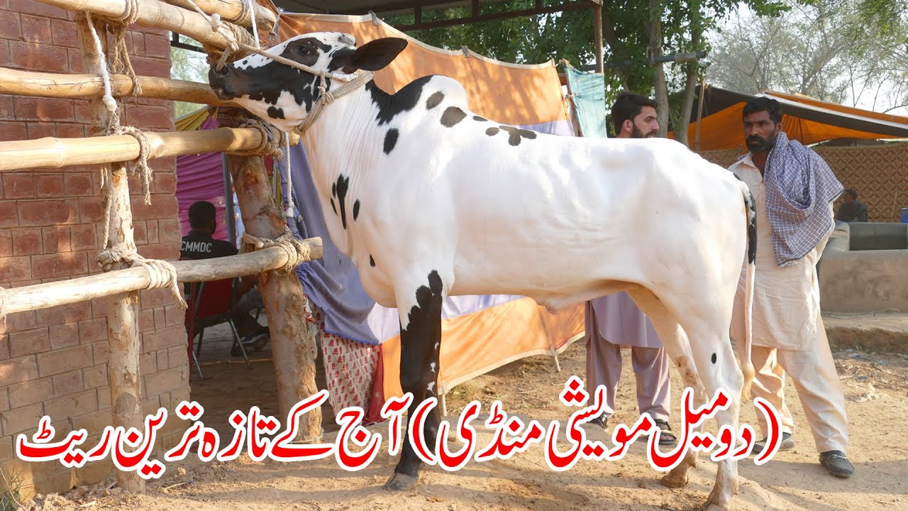Today Domail Mandi Fatehjang Rate’s update02-May2025-Part01Sunny Video Fateh Jang Cow Mandi 2025