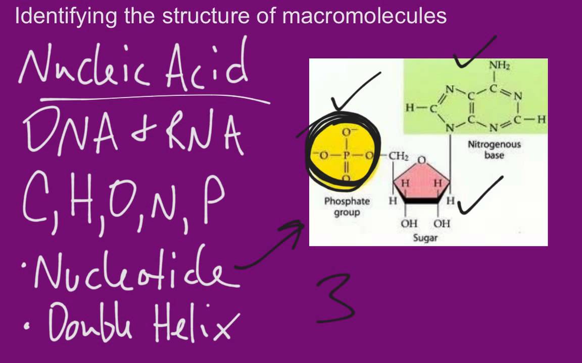 Identifying Macromolecules