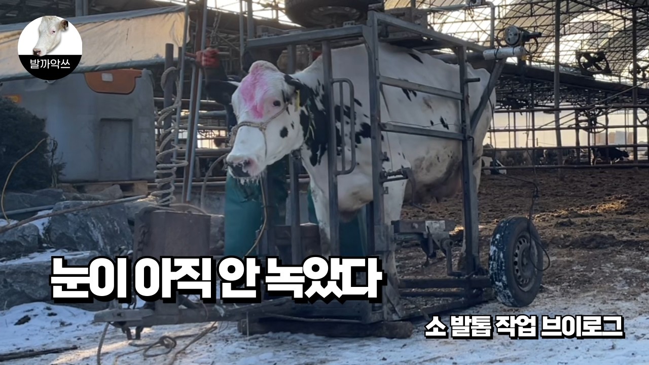 [발까악쓰의 하루] 눈이 아직 안 녹은 현장, 얌전하게 끝난 소 발깎기
