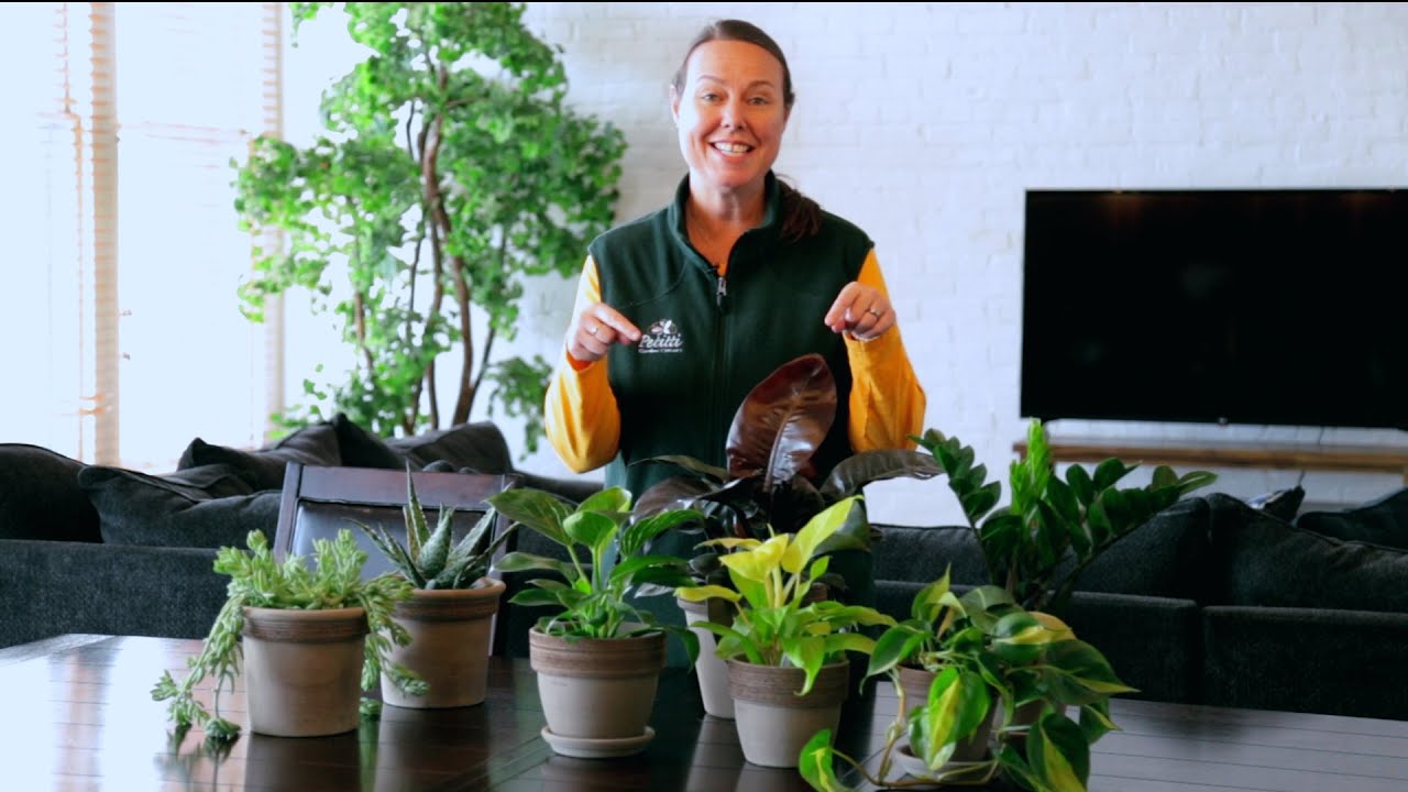PETITTI | Easy Care Houseplants for Beginners