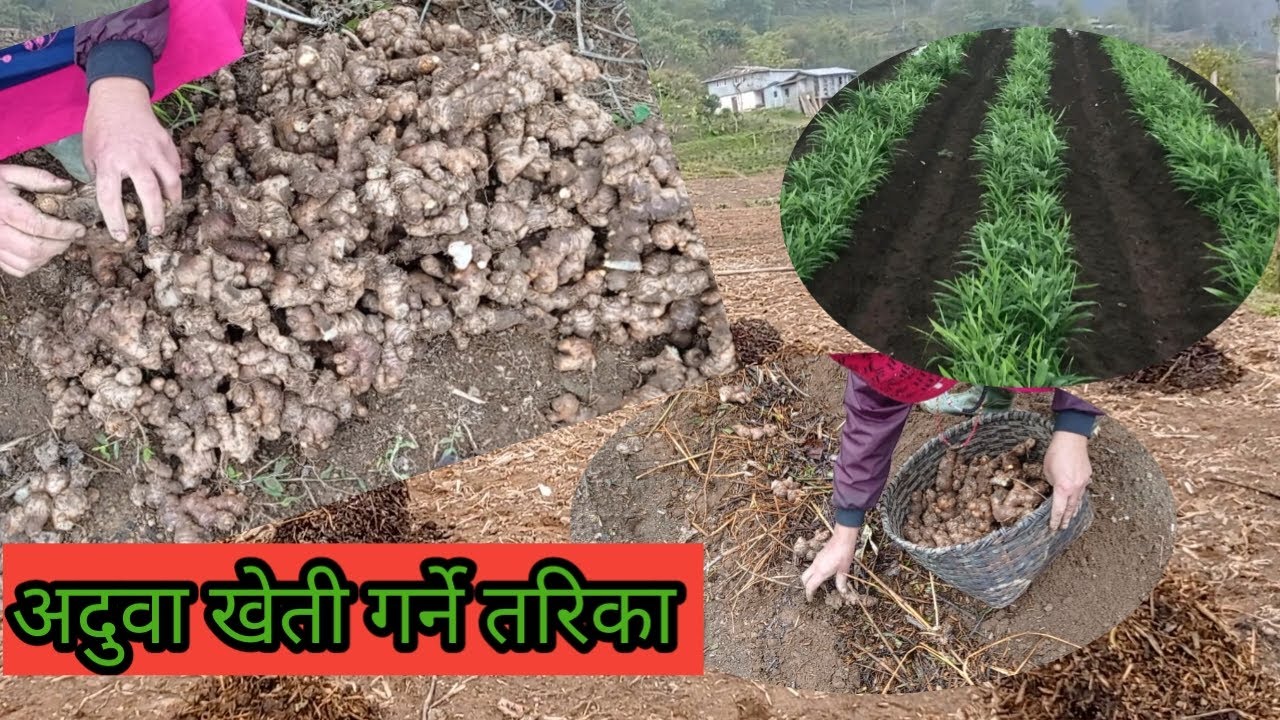 अदुवा खेती गर्ने तरिका/Ginger farming in nepal/ ginger cultivation/#ginger #farming  #viral #jalan