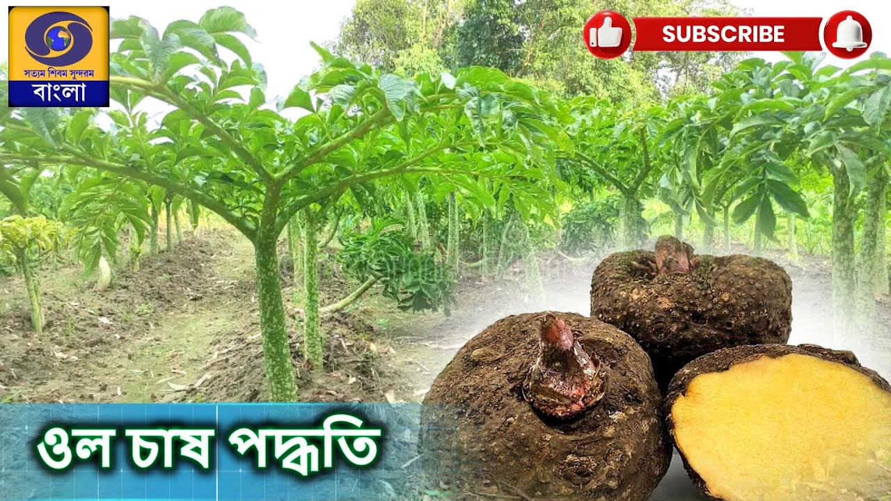 কৃষি দর্শন  :  ওল চাষ