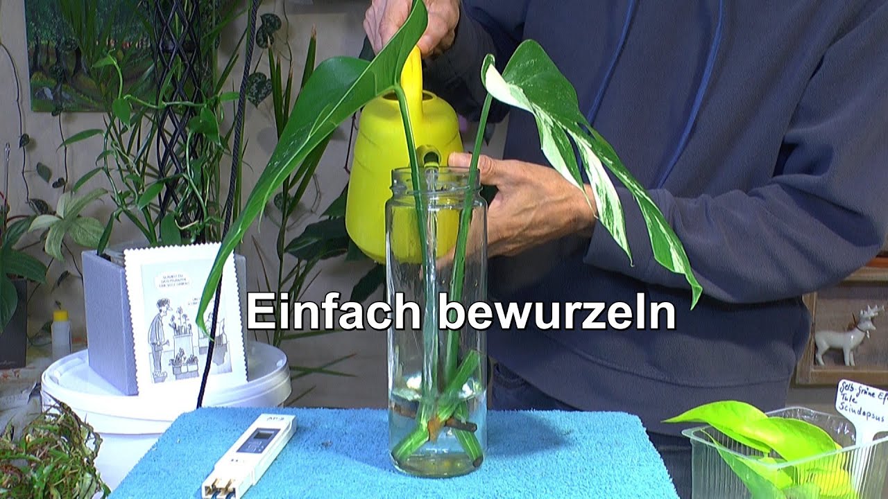 Pflanzen einfach bewurzeln. Alocasia Stammstück, Monstera Steckling
