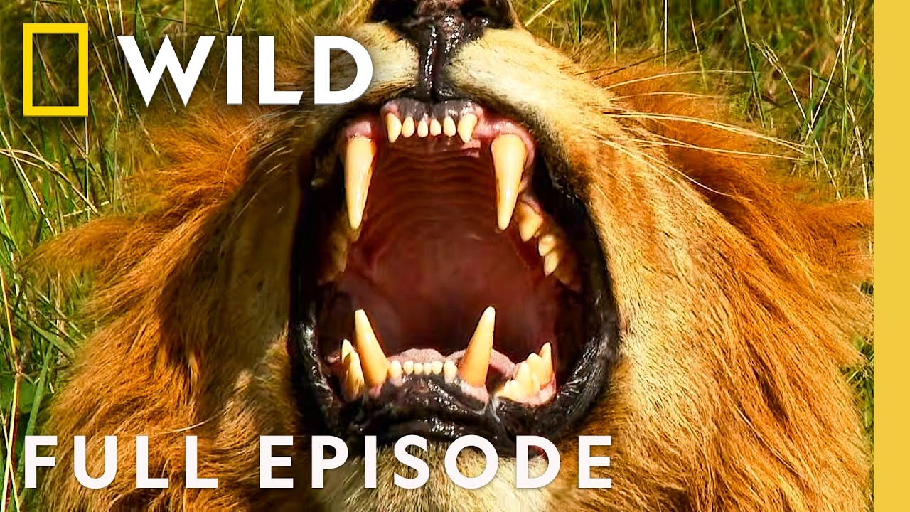 Life or Death Fights (Full Episode) | Animal Fight Night Compilation | Nat Geo Animals