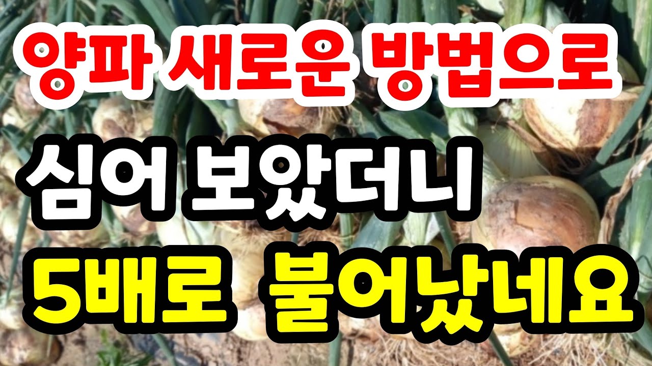 양파 새로운 방법으로 심어 보았더니 완전 대박입니다#양파수확시기#양파심는방법#양파수확방법#양파보관방법#양파재배#양파수확후심는작물#양파무농약재배#친환경#주말농장#시골#텃밭#전원생활
