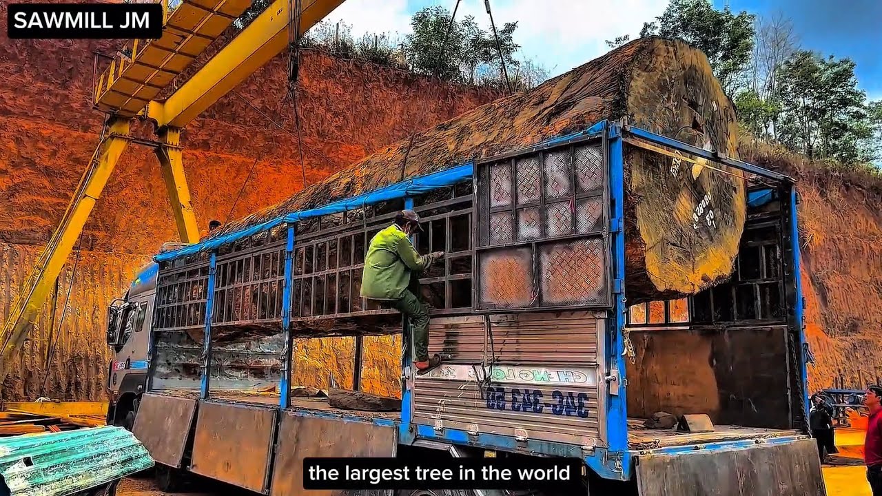This is how you cut down a 2000-year-old tree