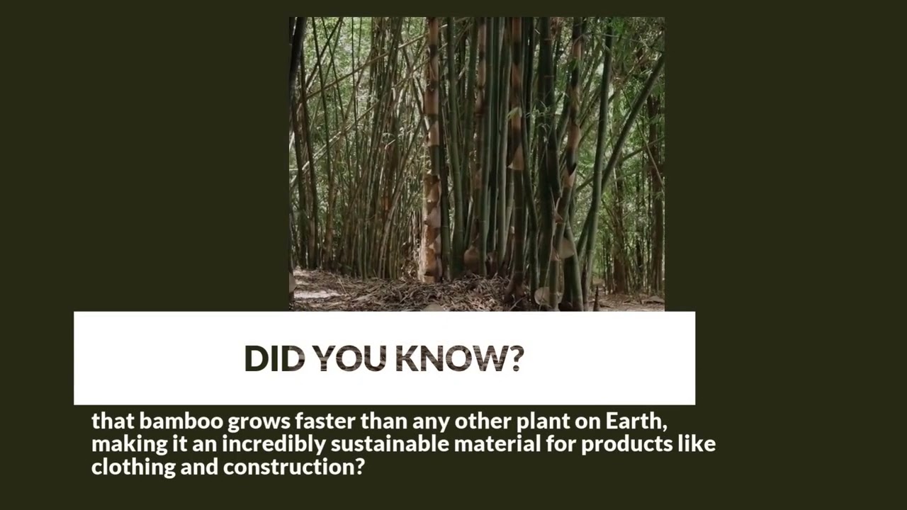 Bamboo: The Fastest-Growing Plant on Earth and 10 Things Made From It