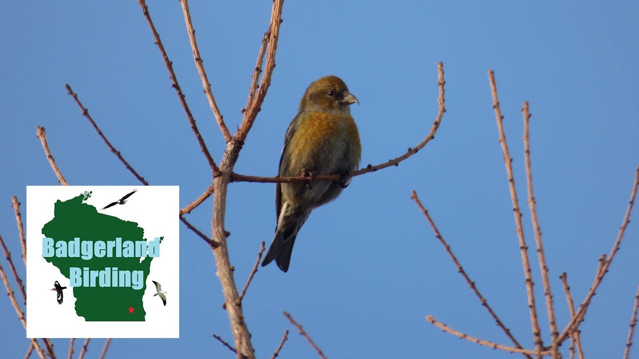 Boreal Birding (Red Crossbill, White-winged Crossbill, Evening Grosbeak)