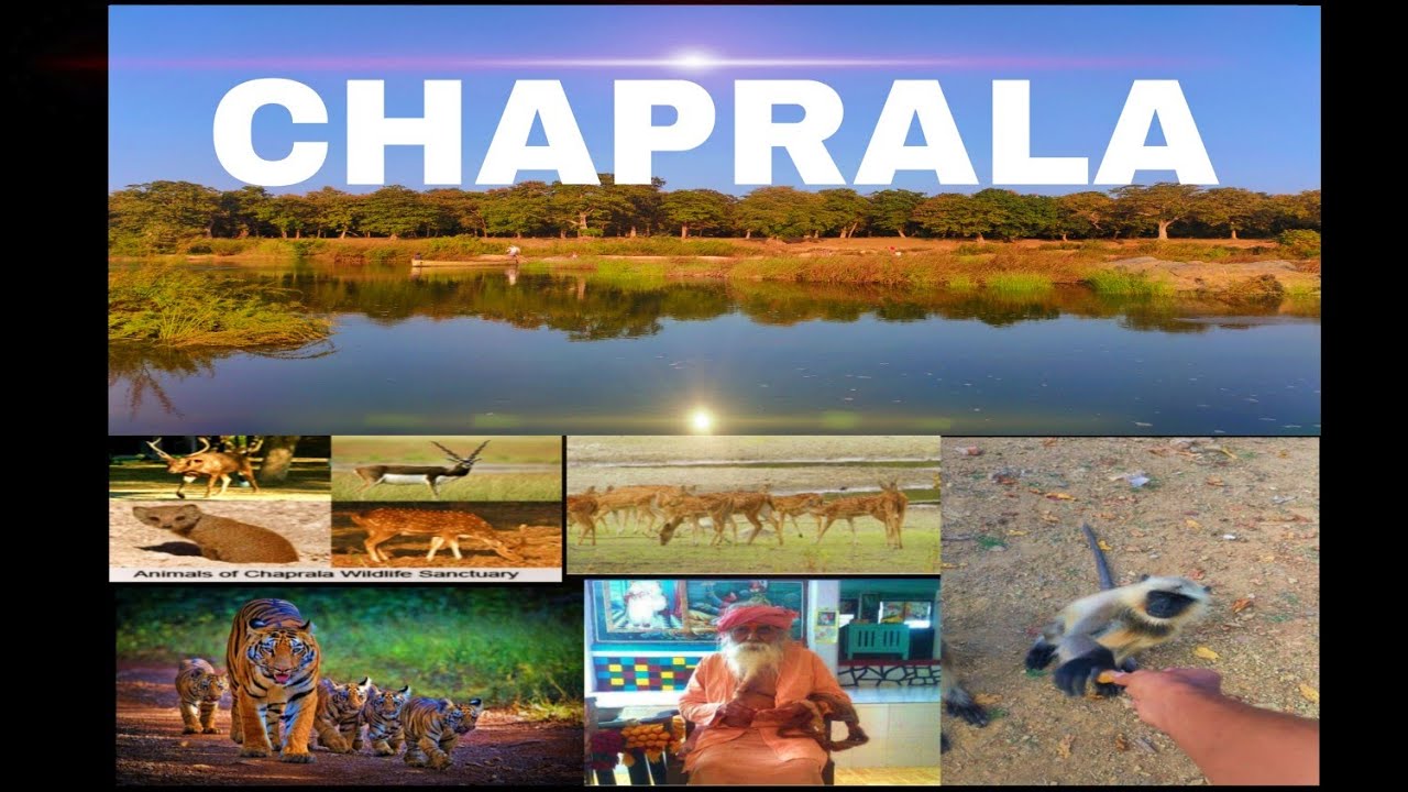 The Chaprala Temple ll Chaprala Wildlife Sanctuary ll Must Watch and visit 😮👌🔥🔥🔥 #wildlife 