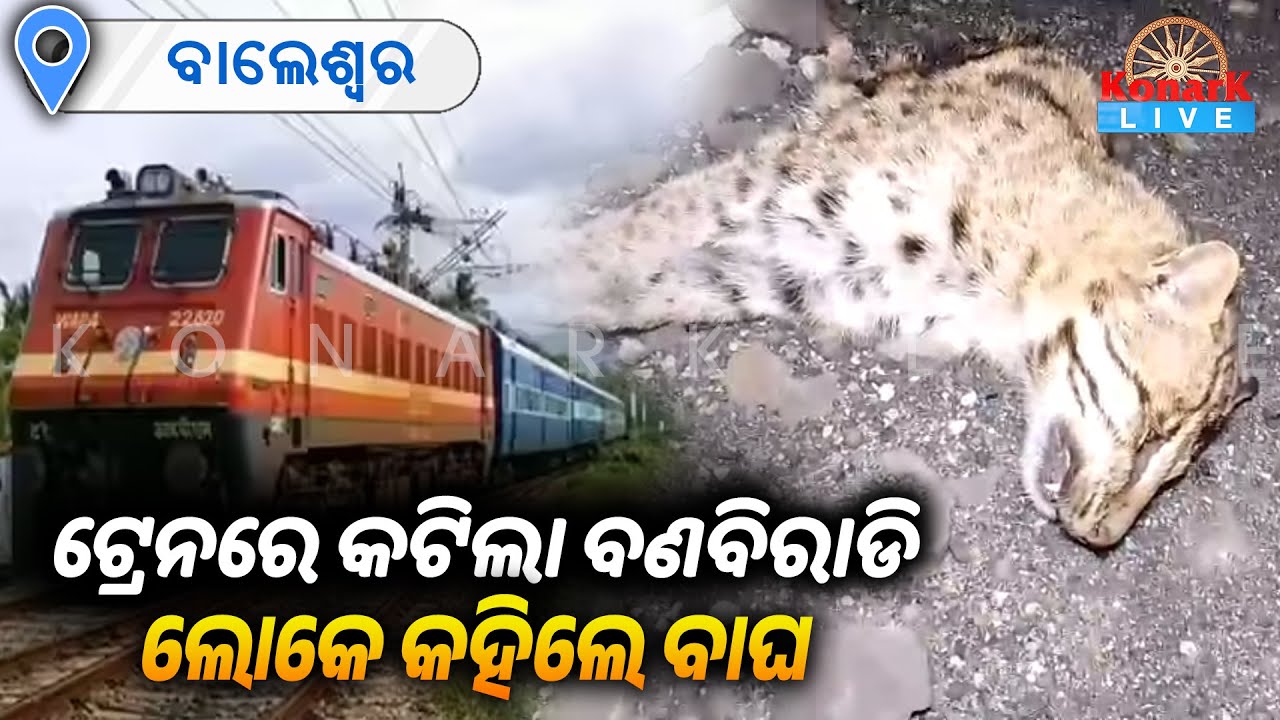 ଟ୍ରେନ ଧକ୍କାରେ ବଣ ବିରାଡ଼ିର ମୃତ୍ୟୁ ପରେ  ସୃଷ୍ଟି ହେଲା ବାଘ ଗୁଜବ || KONARK LIVE