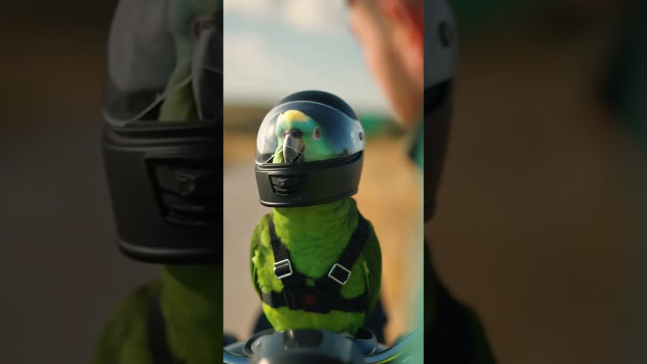 Multan a un loro motero por ir demasiado rápido 🦜🏍️😂 