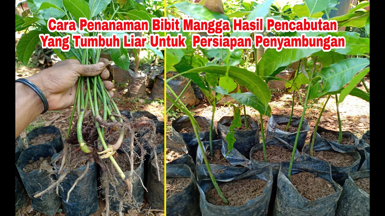 Cara Penanaman Bibit Mangga Hasil Pencabutan Yang Tumbuh Liar  Untuk Persiapan Penyambungan