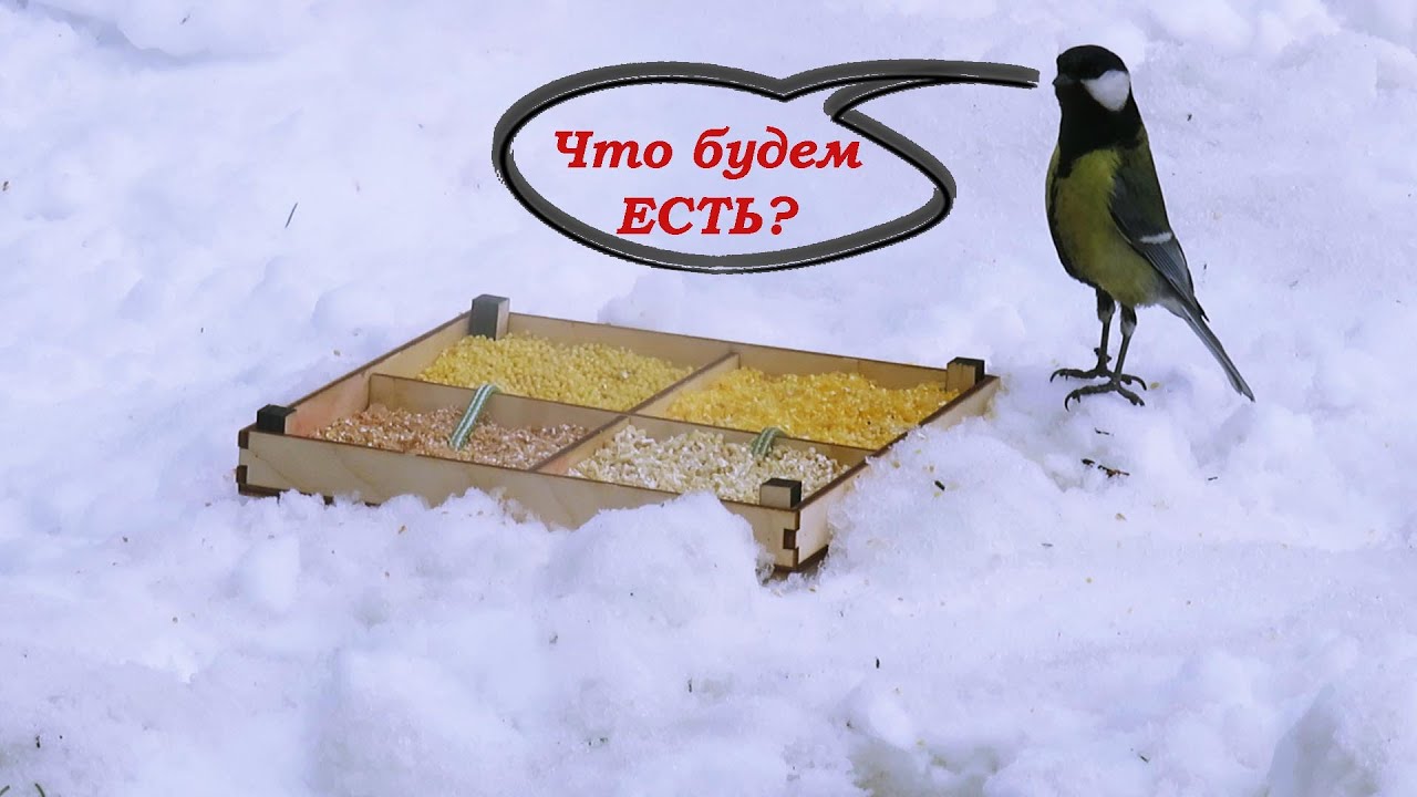 Что едят синицы 🐤 Опыт по кормлению птиц крупами