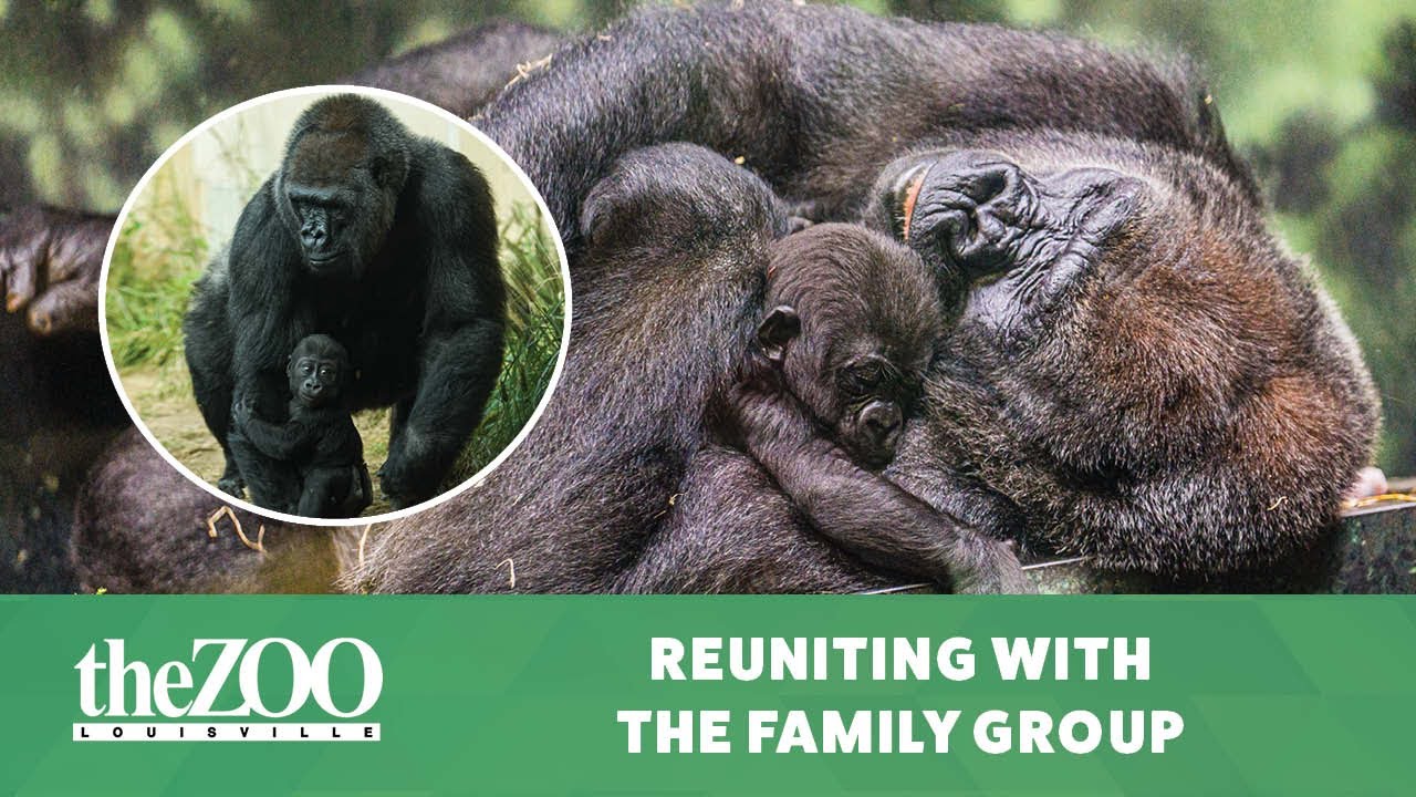 Bonding with Abeo - Family Group Introductions