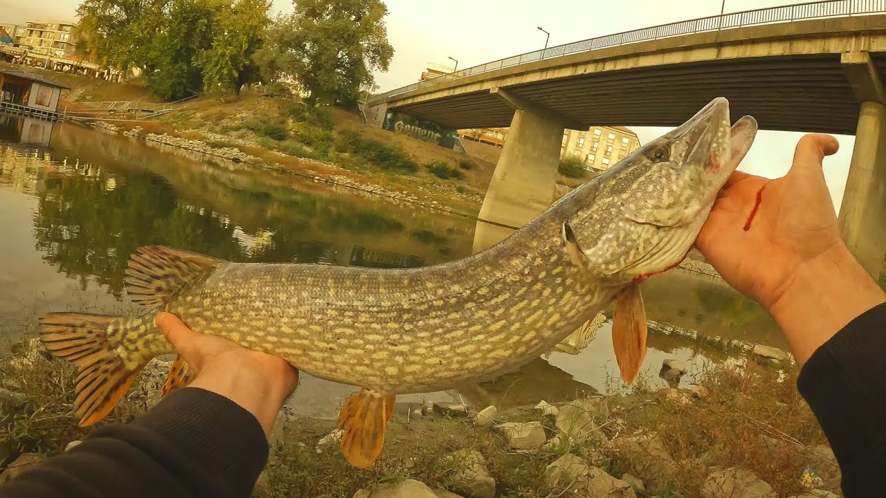 STREET FISHING BAJA - CSUKA &eacute;s KŐS&Uuml;LLŐ perget&eacute;s a BELV&Aacute;ROSBAN