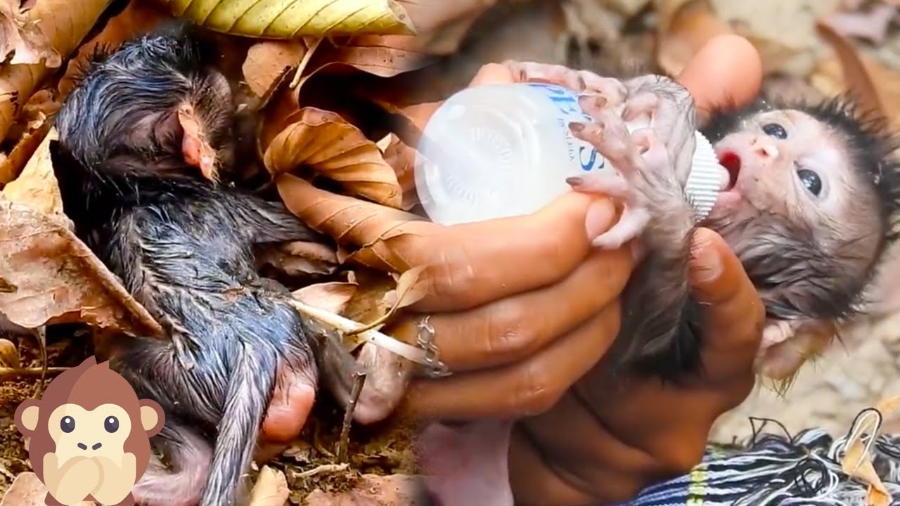 The photographer rescued Calvin, gave him milk and sent it back to the mother monkey, so pitiful