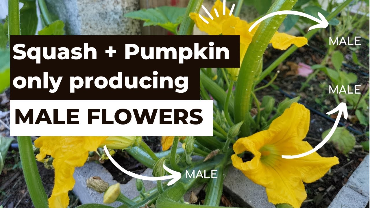Why is my squash and zucchini plant only producing male flowers
