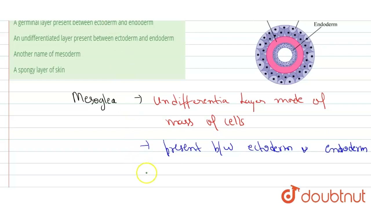 Mesoglea is | 12 | ANIMAL KINGDOM (GENERAL ACCOUNTS & NON-CHORDATES) | BIOLOGY | AAKASH INSTITUT...