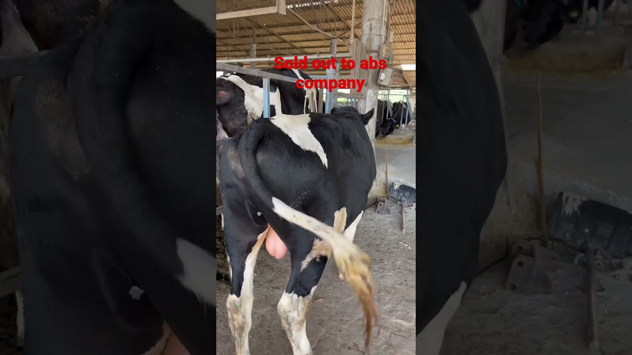 Bull sold to abs #cowvideos #diaryfarming #pdfa #chahaldairyfarm #chahal #hfcow #milkingcow #abs