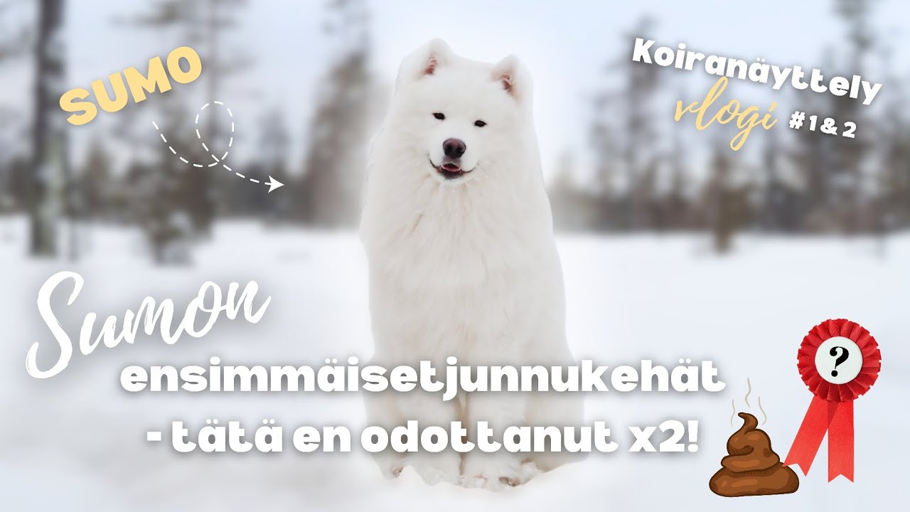 Sumon ensimmäinen koiranäyttely - katastrofin ainekset oli ilmassa!