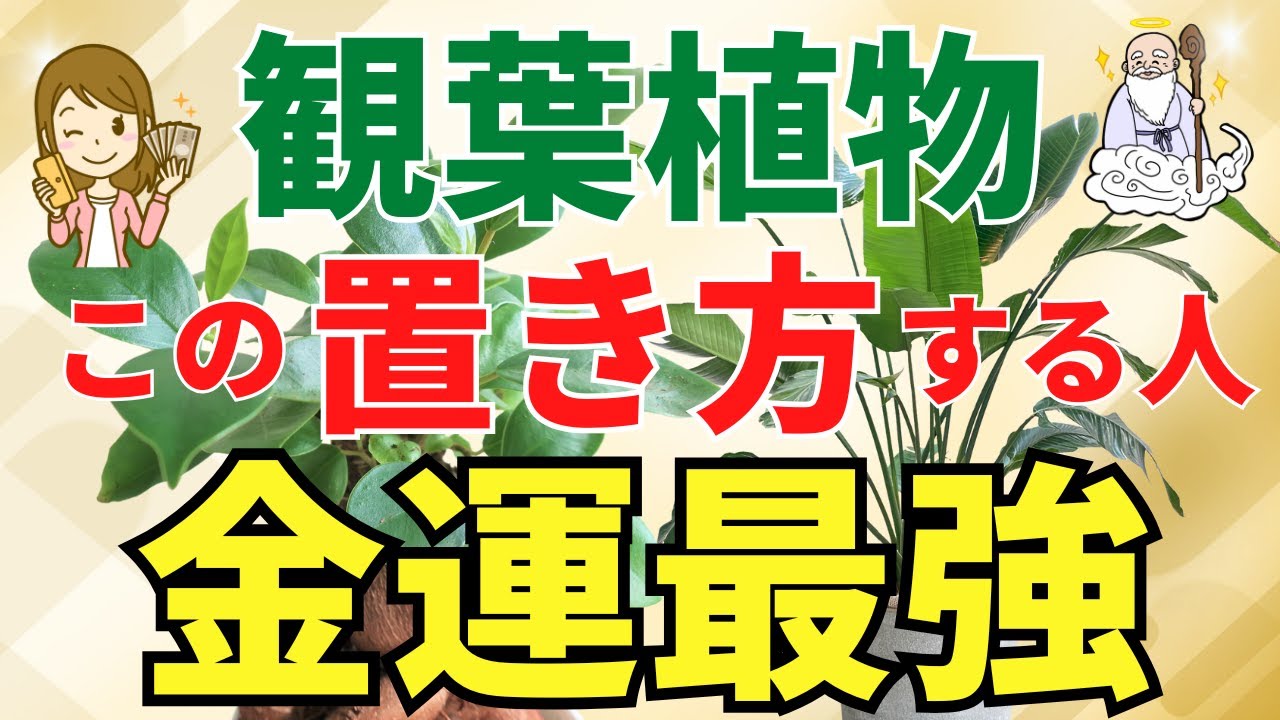 金運最強の観葉植物の置き場所はココ【風水アドバイザーが解説】