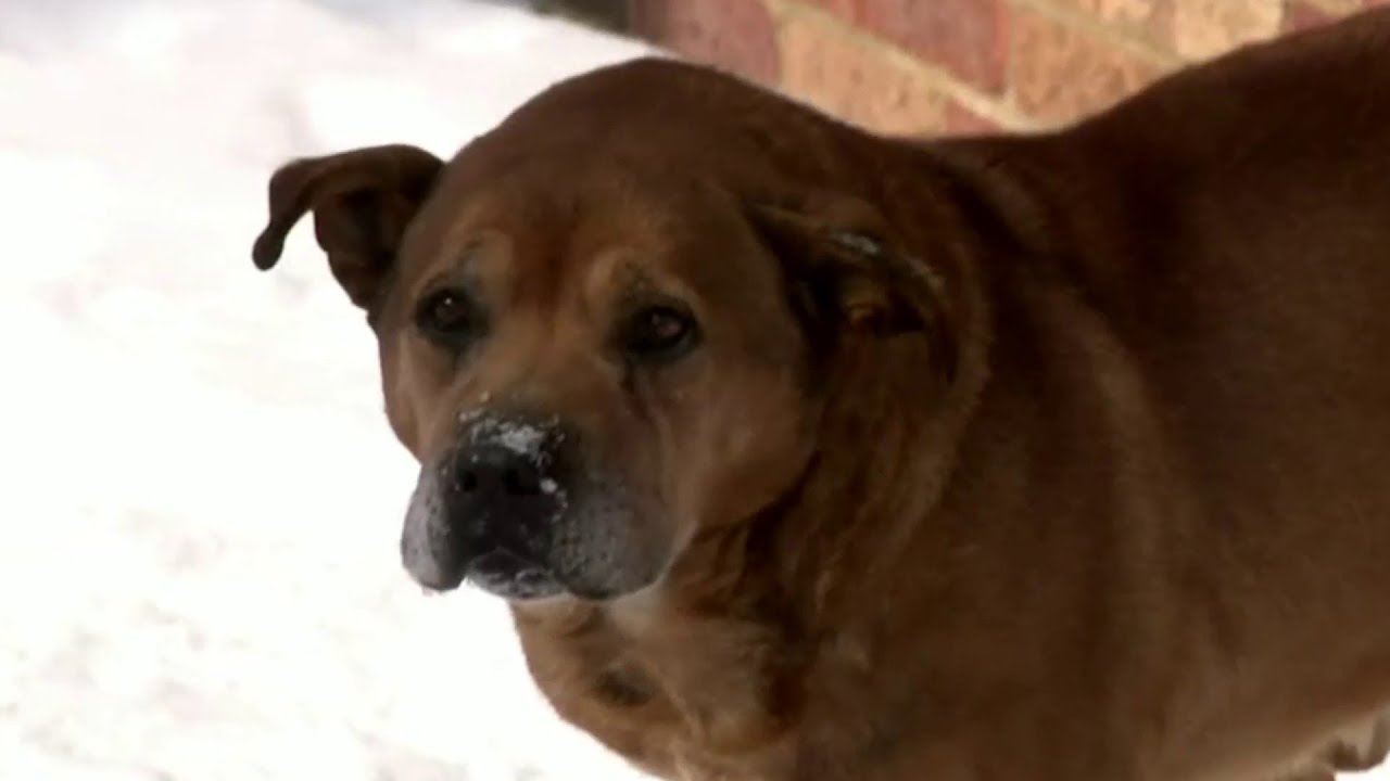 Abandoned animals rescued from extreme cold