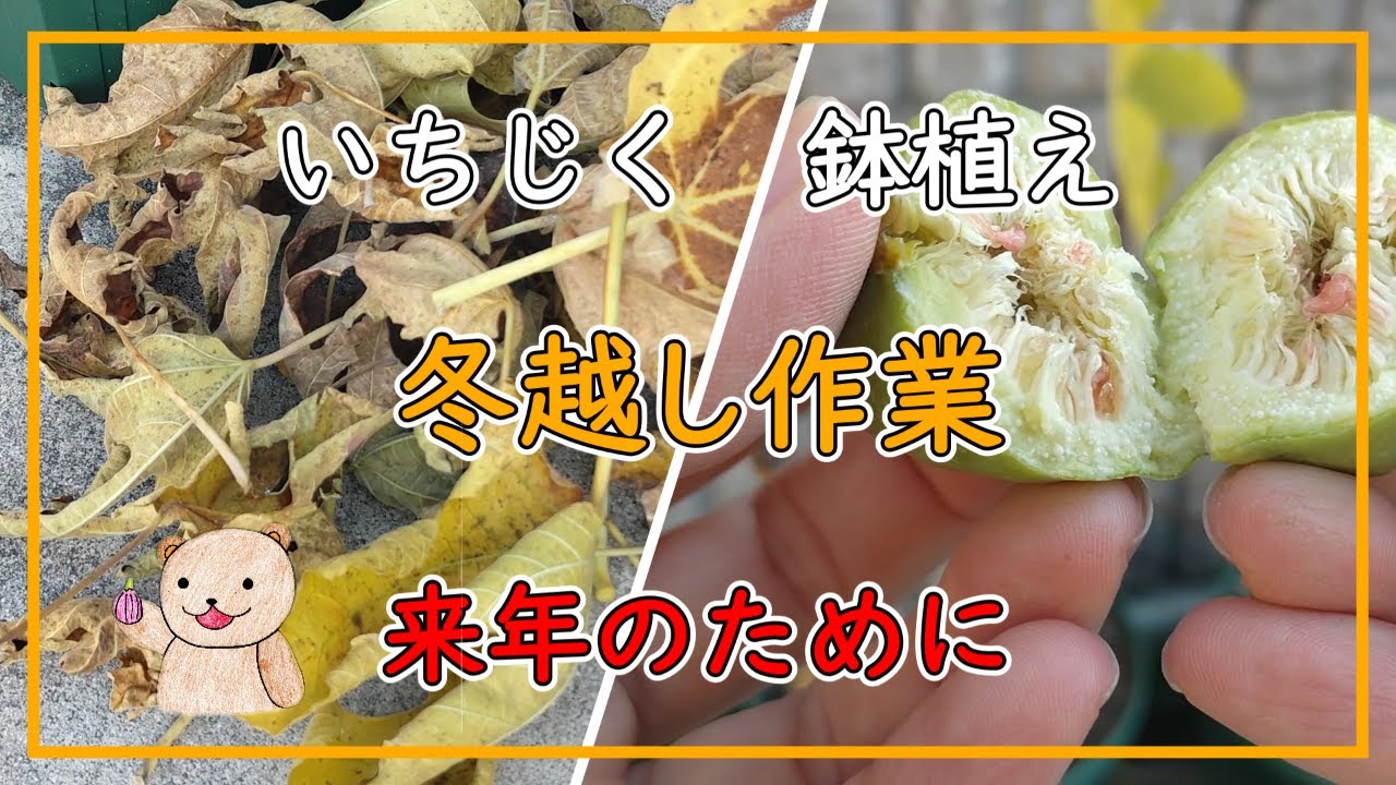 【いちじく】12月のいちじく管理｜冬の水やり／防寒／病害虫対策まとめ