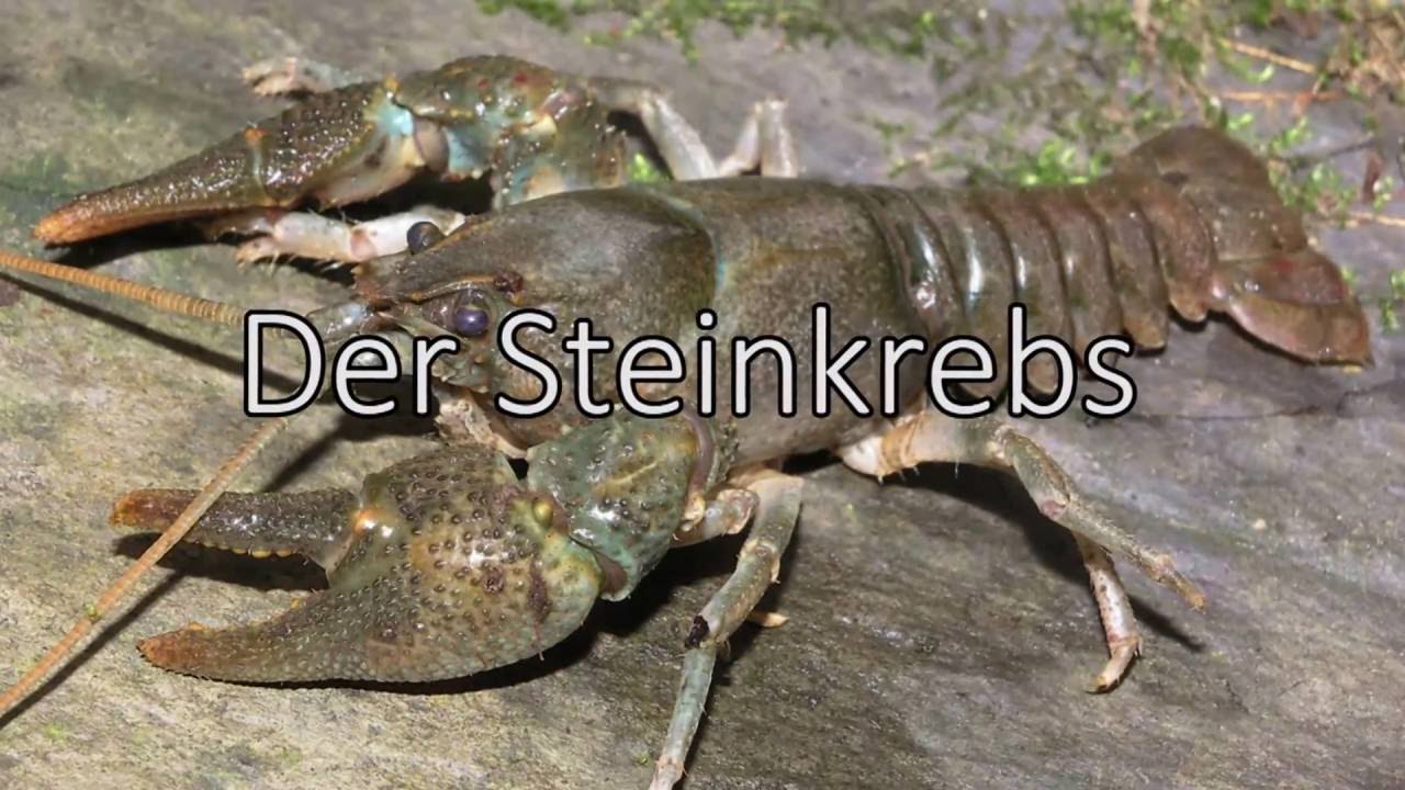 Der Steinkrebs - ein Dokumentarfilm