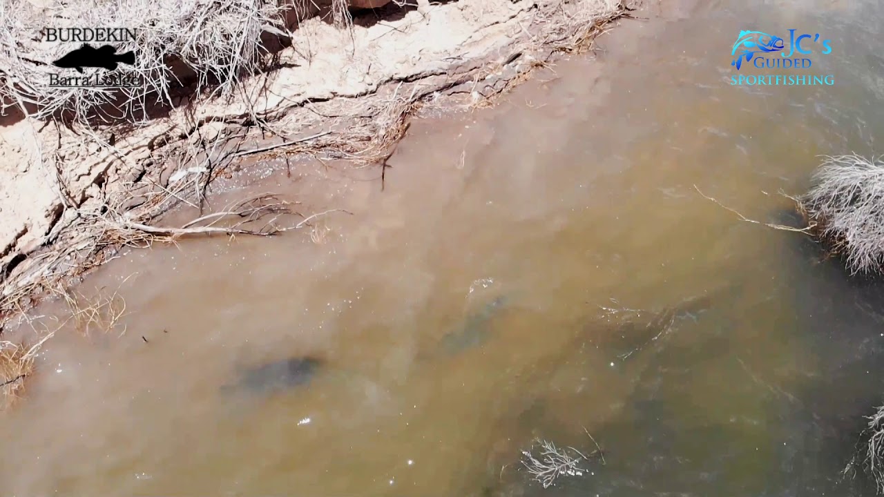 Drone Barramundi