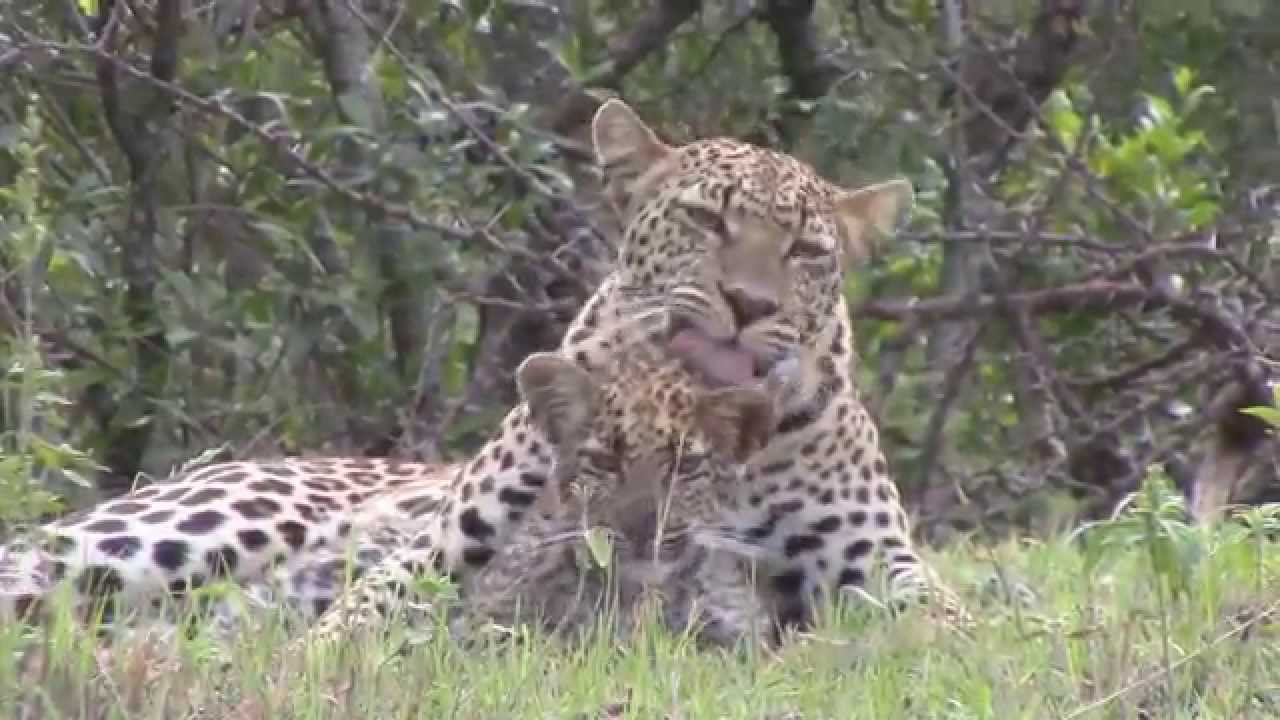 Leopard mother and cub in the Masai Mara