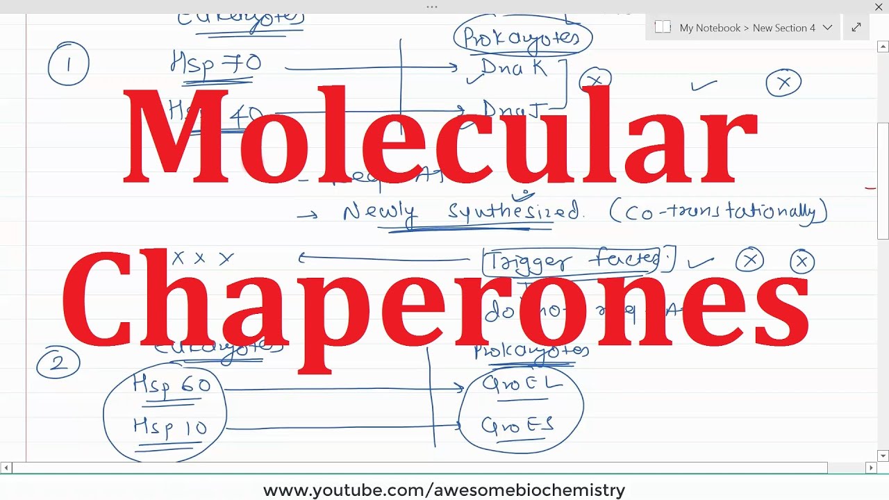 26. Molecular Chaperones