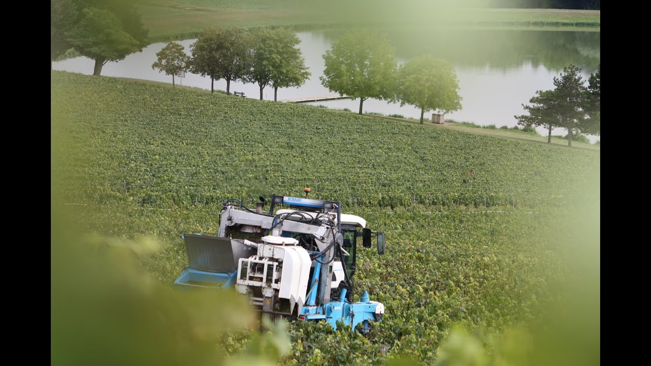 Vendanges 2023 dans le chablisien 🍇