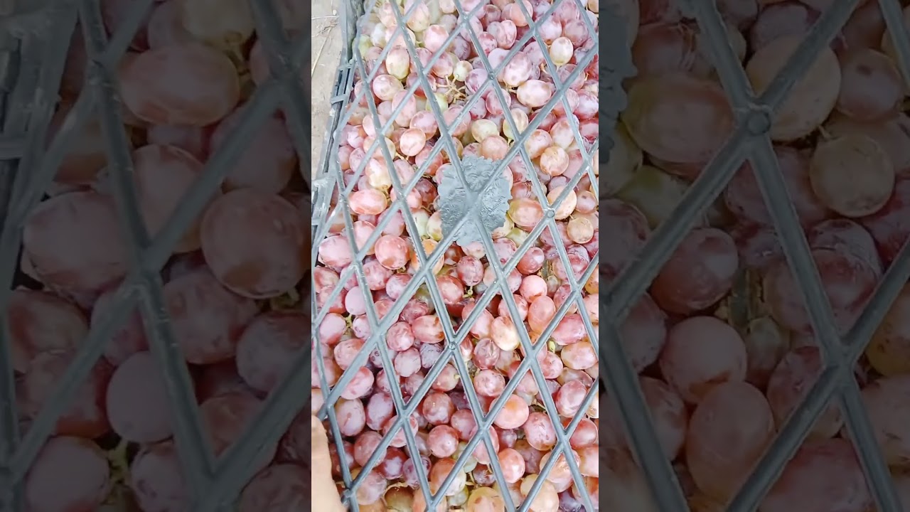 Afghanistan tape grapes #freshfruits #fruit #pakistanifruits #fruitmarket #grape #afghanistan