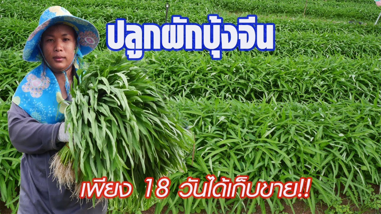 ผักบุ้งจีน..ปลูกเพียง 18 วันได้เก็บขาย!!